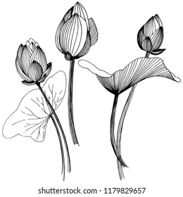 Lotus flower in a vector style isolated. Isolated illustration element. Full name of the plant: lotus. Vector flower for background, texture, wrapper pattern, frame or border.