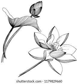 Lotusblume im Vektorstil einzeln. Isolierte Illustrationselemente. Vollständiger Name der Pflanze: Lotus. Vektorblume für Hintergrund, Textur, Wrapper-Muster, Rahmen oder Rahmen.