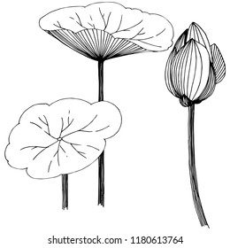 Lotus flower in a vector style isolated. Isolated illustration element. Full name of the plant: lotus. Vector flower for background, texture, wrapper pattern, frame or border.