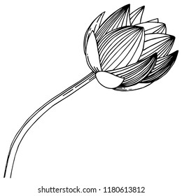 Flor de Lotus aislada en un estilo vectorial. Elemento de ilustración aislado. Nombre completo de la planta: loto. Flor vectorial para fondo, textura, patrón envolvente, marco o borde.