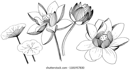 Lotus flower in a vector style isolated. Isolated illustration element. Full name of the plant: lotus. Vector flower for background, texture, wrapper pattern, frame or border.