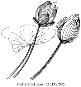 Lotus flower in a vector style isolated. Isolated illustration element. Full name of the plant: lotus. Vector flower for background, texture, wrapper pattern, frame or border.