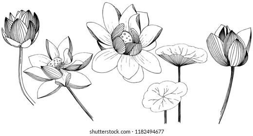 Lotus flower in a vector style isolated. Isolated illustration element. Full name of the plant: lotus. Vector flower for background, texture, wrapper pattern, frame or border.