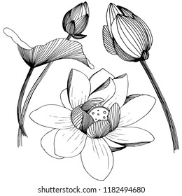 Lotus flower in a vector style isolated. Isolated illustration element. Full name of the plant: lotus. Vector flower for background, texture, wrapper pattern, frame or border.