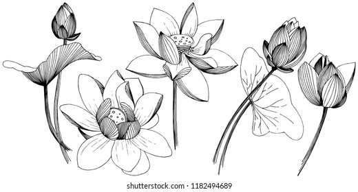 Lotus flower in a vector style isolated. Isolated illustration element. Full name of the plant: lotus. Vector flower for background, texture, wrapper pattern, frame or border.