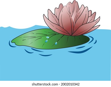 lotus flower vector which has pink color. The lotus flower is an aquatic plant that usually lives in rivers or lakes.