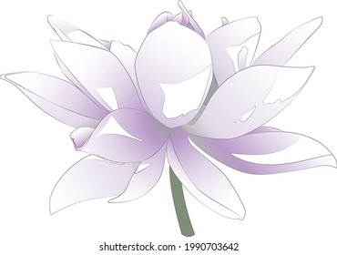 vector flor de loto púrpura blanco