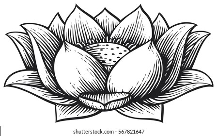 lotus flower - vintage engraved vector illustration (hand drawn style)