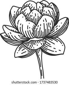 lotus flower water lily linear illustration vector