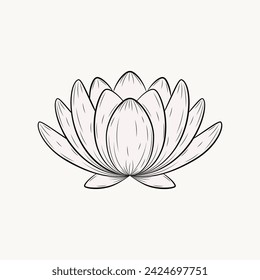 Lotus flower. Water lily on a white background. Hand-drawn botanical vector illustrations