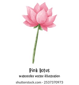 Flor de Lótus na ilustração do vetor aquarela