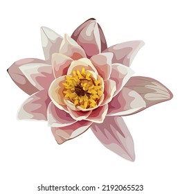 Lotus flower, Waterlily and Nymphaea nouchali. Botanical illustrations. Japanese traditional flower.
