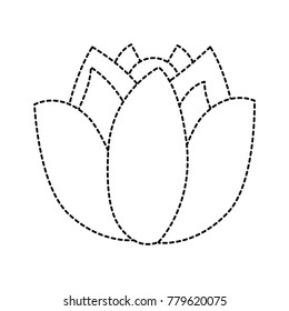 lotus flower wild botanical natural