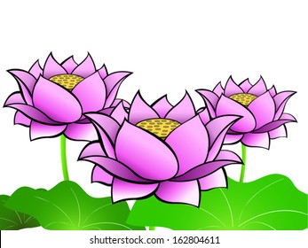 Lotus Flowers