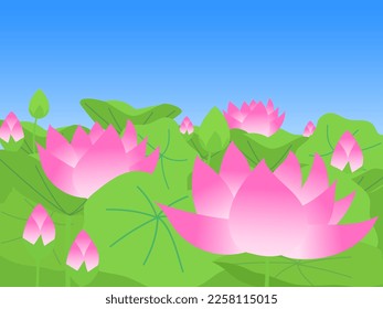 Lotus flowers are blooming under the blue sky (image of the 24 solar terms)