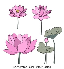 Lotus flowers are drawn with lines and painted with delicate shades. Set of isolated large open flower buds. For invitations and valentines