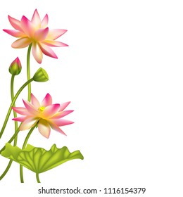 Lotus. Flowers. Floral background. Water lily. Buds. Petals. Vector illustration. Isolated. White background. Border.