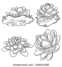 Lotus flowers. Floral botanical water lily flowers set. Isolated blooming pond wildflowers. Collection of lotus flowers for spiritual body and mind designs, spa, meditation, religion, yoga. Vector.
