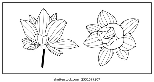 Lotus flowers isolated on white background. Hand drawn lotus flowers outline