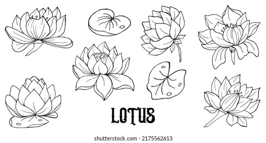 Lotus flowers isolated set. Hand drawn vector line art illustration for wedding invitations, greeting cards and witchcraft