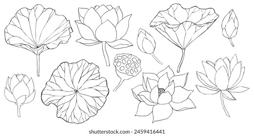 lotus flowers, leaves and buds black line art. Set of vector illustration. Outline floral drawing for for logo, tattoo, packaging design, compositions. Water Lily botanical vector design.