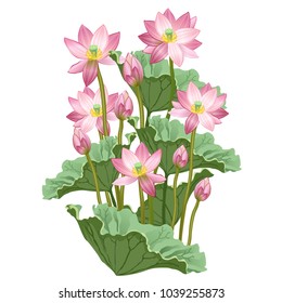 Lotus flowers and leaves. Hand drawn vector illustration of lotus plant (Nelumbo nucifera) on white background.