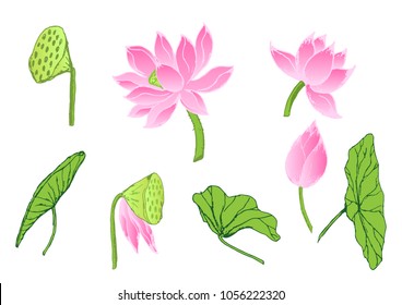 lotus flowers and leaves isolated on white background.