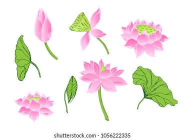lotus flowers and leaves isolated on white background.