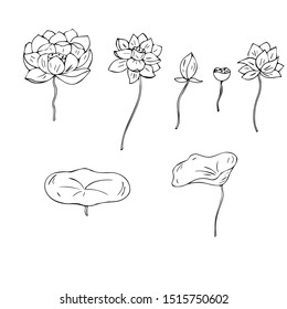 Lotus flowers and leaves. Line drawing. Vector illustration.