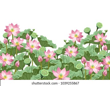 Lotus flowers with leaves and seed pods. Hand drawn vector illustration of lotus plants (Nelumbo nucifera) with space for text on white background.