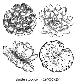 Lotus flowers and leaves set. Sketched floral botany of water lilies. Indian religion symbol of purity and enlightenment. Black white, hand drawn isolated water pond lily floral. Vector.