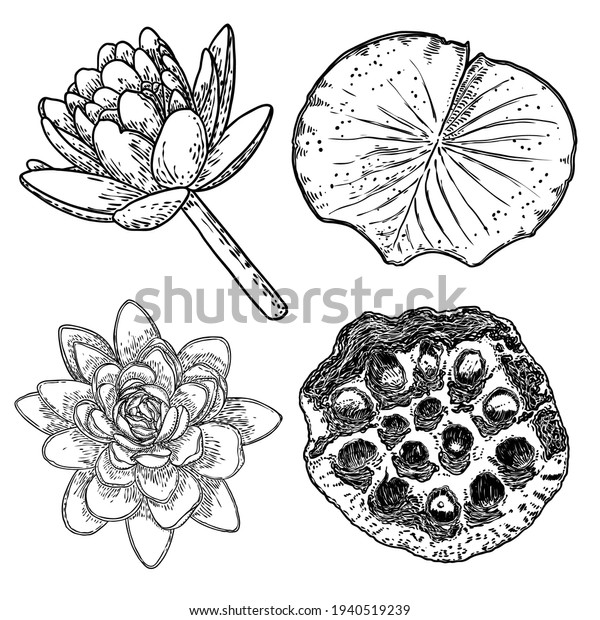 Lotus Flowers Leaves Set Sketched Floral Stock Vector Royalty Free 1940519239 Shutterstock 2127