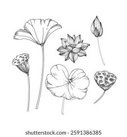 Lotus flowers and leaves set of vector illustration hand drawn with ink and isolated on white background. Objects for label and logo design