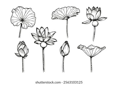 Lotus flowers and leaves sketch outline illustration set. Line art floral botany drawing in engraving style. Hand drawn vector clipart collection