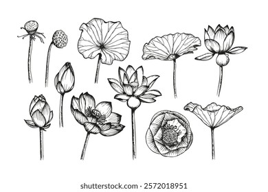 Lotus flowers and leaves sketch outline illustration set. Line art floral botany drawing in engraving style. Hand drawn vector clipart collection