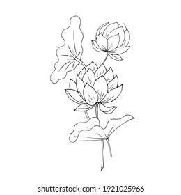 Lotus flowers, leaves. Vector illustration. Linear drawing.