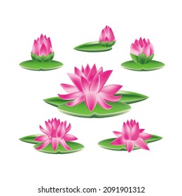 Lotus flowers on a white background, the stages of bud opening, a beautiful flower, an aquatic plant. Composition of pink lotus flower with green leaves in hand drawn style pastel colors. Vector