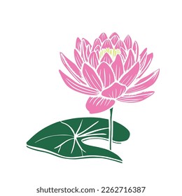 Lotus flowers on a white background, the stages of bud opening, a beautiful flower. Vector pink lily, waterlily isolated on white background. Vector illustration.