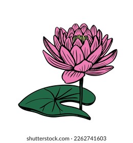 Lotus flowers on a white background, the stages of bud opening, a beautiful flower. Vector pink lily, waterlily isolated on white background. Vector illustration.