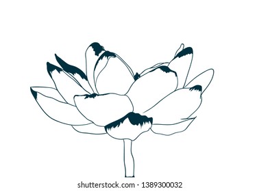 Lotus flowers outline  vector illustrations. Eps10