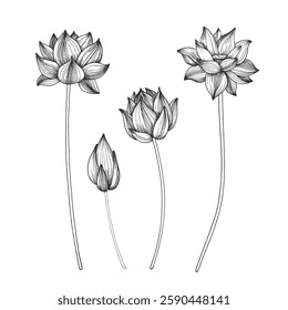 Lotus flowers set of vector illustration hand drawn with ink and isolated on white background. Objects for label and logo design