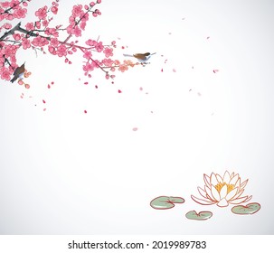 Lotus flowers under the blooming sakura branch on white background