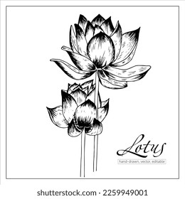 Lotus flowers. Vector hand drawn sketch waterlily. Lotus illustration for articles.