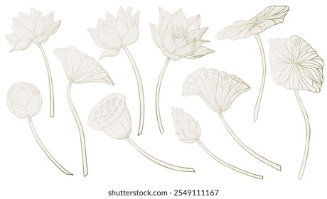 Lotus Flowers vector illustration. Set of drawings with luxury water Lily plants in pastel beige, pink and golden flowers. Botanical linear clipart for wedding invitations or wedding cards.