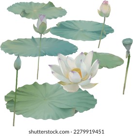 Flores Lotus. Nilo de agua. Aislado sobre fondo blanco