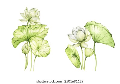 Lotus flowers. Watercolor illustration. Set of compositions with lotus. Chinese water lily. Design for the design of invitations, fabrics and other items.