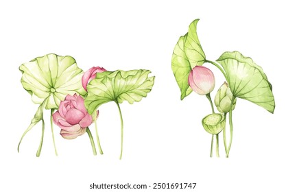 Lotus flowers. Watercolor illustration. Set of compositions with lotus. Chinese water lily. Design for the design of invitations, fabrics and other items.