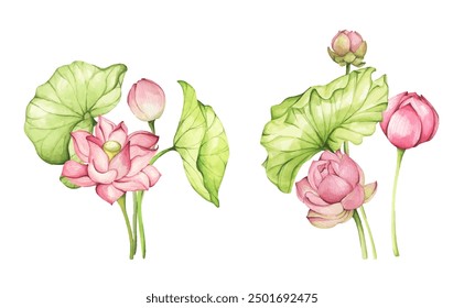 Lotus flowers. Watercolor illustration. Set of compositions with lotus. Chinese water lily. Design for the design of invitations, fabrics and other items.