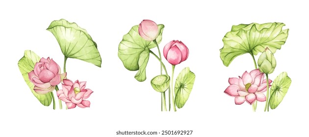 Lotus flowers. Watercolor illustration. Set of compositions with lotus. Chinese water lily. Design for the design of invitations, fabrics and other items.