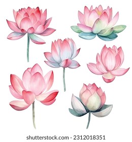 Lotus flowers watercolor paint collection